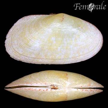 صورة Psammobiidae J. Fleming 1828