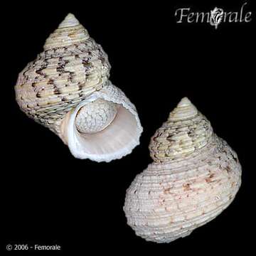 Image of turban snail