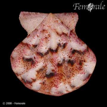 Image of Pectiniidae