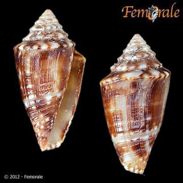 Image of Conasprella jaspidea (Gmelin 1791)