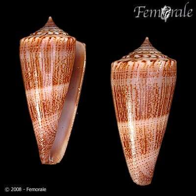 Image of <i>Conus furvus albicans</i> Sowerby 1857