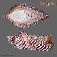 Image of Ark clam