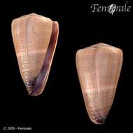 Image of cone snails