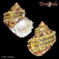 Image of turban snail