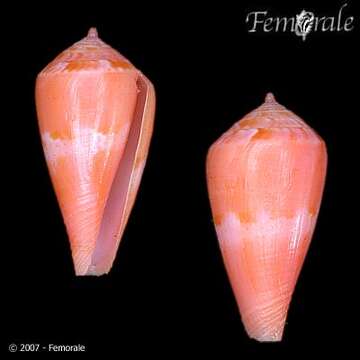 Image of Conus corallinus Kiener 1847