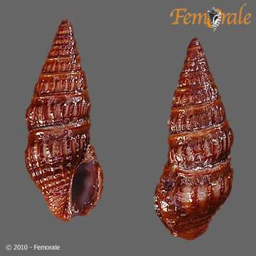 Image of Pseudomelatomidae J. P. E. Morrison 1966