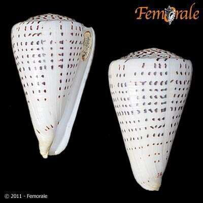 Image of cone snails