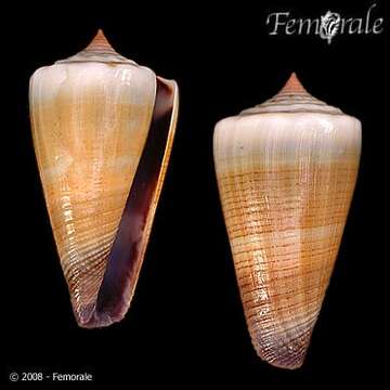 Imagem de Conus muriculatus G. B. Sowerby I 1833