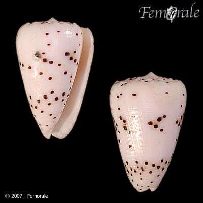 Image of cone snails