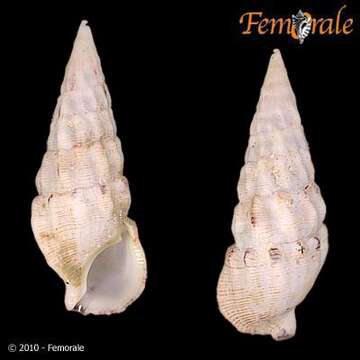 Image of Cerithium guinaicum Philippi 1849