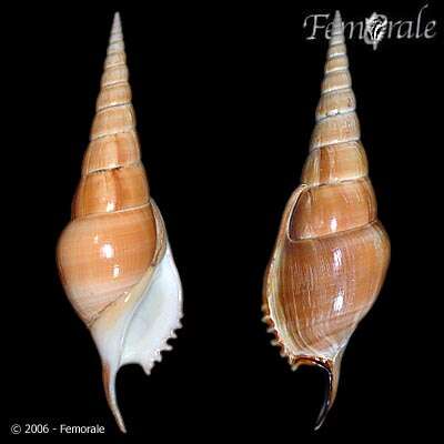 Rostellariidae Gabb 1868 resmi