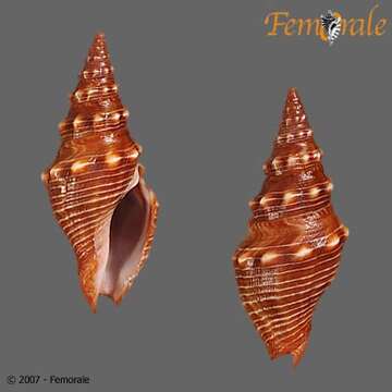 Image of Pseudomelatomidae J. P. E. Morrison 1966