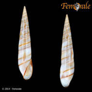 Image of Sea grass snail