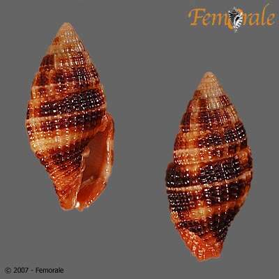 Image de Turbinelloidea Rafinesque 1815