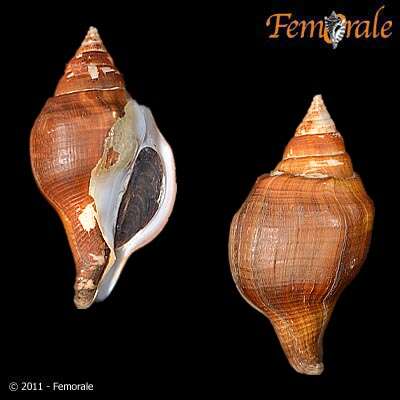 Image of Turbinellidae Swainson 1835