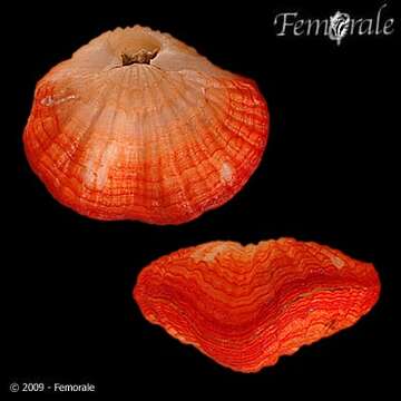 Image of brachiopods
