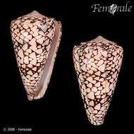 Image of cone snails