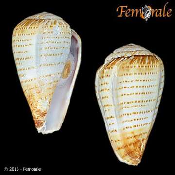 Image of Conus variegatus Kiener 1848