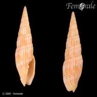 Image of Turbinelloidea Rafinesque 1815