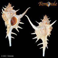 Image of <i>Chicoreus formosus</i> (Sowerby 1841)