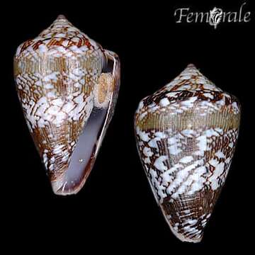 Image of Conus damottai Trovão 1979