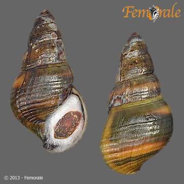 Image of Hemisinidae