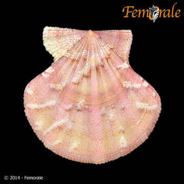 Image of Pectiniidae