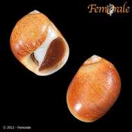 Image of moon snails