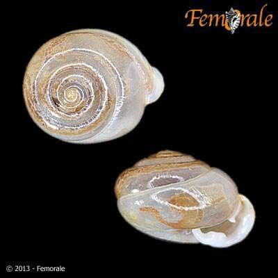 Image of hunter snails