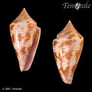 Image of Conasprella Thiele 1929