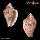 صورة Marginella lucani Jousseaume 1884