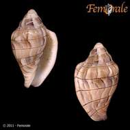 Image of Marginella Lamarck 1799