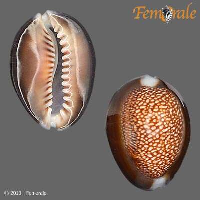 Image of dragon's head cowry