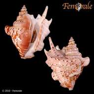 Image of Sinustrombus Bandel 2007