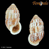 Image of Cerionidae