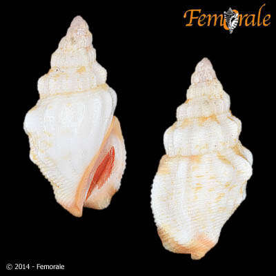 Image of <i>Strombus haemastoma</i> Sowerby 1842