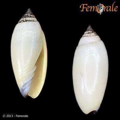 Sivun Scabricola Swainson 1840 kuva