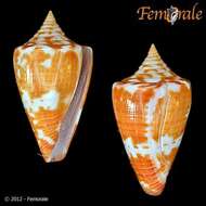 Image of Conus sunderlandi Petuch 1987