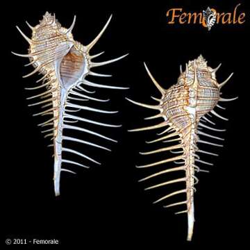 Image of Murex djarianensis K. Martin 1895