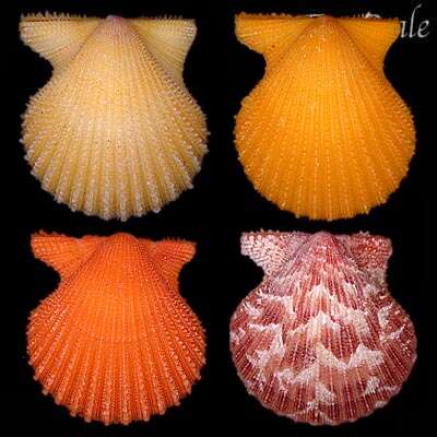 Image de Aequipecten P. Fischer 1886