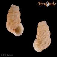 Image of Annulariidae