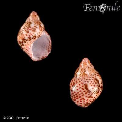 Image of pheasant shells