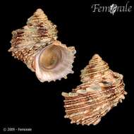 Image of turban snail