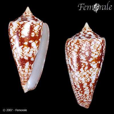 Conus amadis Gmelin 1791的圖片