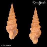 صورة Pseudomelatomidae J. P. E. Morrison 1966