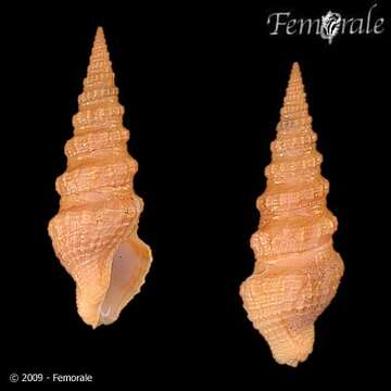 Pseudomelatomidae J. P. E. Morrison 1966的圖片