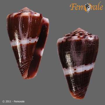 Image of Conus fumigatus blainvillei Kiener 1845