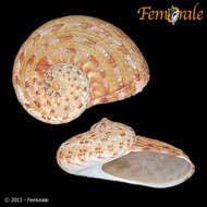 صورة Pseudostomatella Thiele 1924