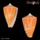 Image of Rawai cone snail
