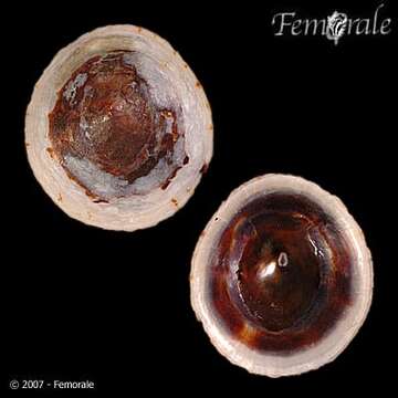 Image of Nacellidae Thiele 1891